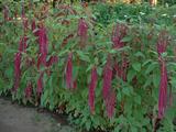 IMAGE016.JPG